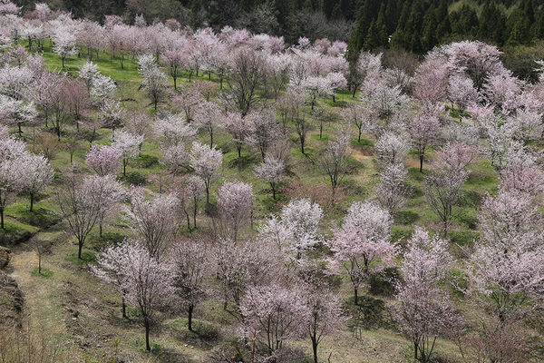 ▲▼福島櫻峠。（圖／福島縣觀光復興推進委員會提供）