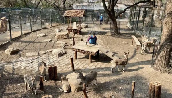 ▲劍橋碩士馬雅返回大陸後，入職上海動物園成爲一名飼養員。（圖／翻攝澎湃新聞）