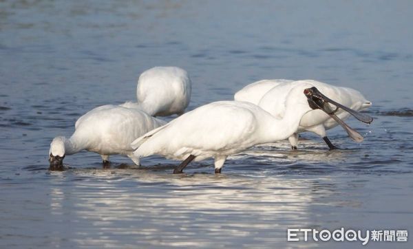 ▲雲嘉南管理處於2月19日與日本鹿兒島縣出水市完成生態旅遊、觀光活動、產業促進合作備忘錄的簽署，出水市代表團參訪，深入了解雲嘉南濱海生態及產業資源。（圖／記者林東良翻攝，下同）
