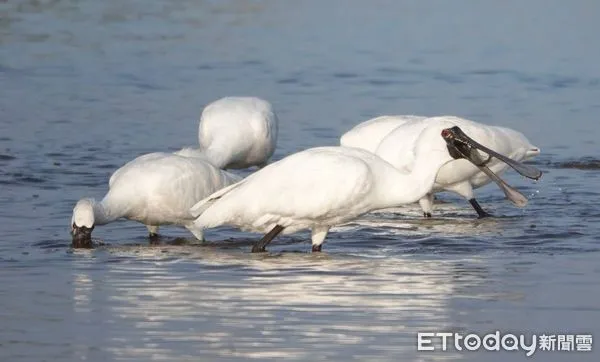 ▲雲嘉南管理處於2月19日與日本鹿兒島縣出水市完成生態旅遊、觀光活動、產業促進合作備忘錄的簽署，出水市代表團參訪，深入了解雲嘉南濱海生態及產業資源。（圖／記者林東良翻攝，下同）