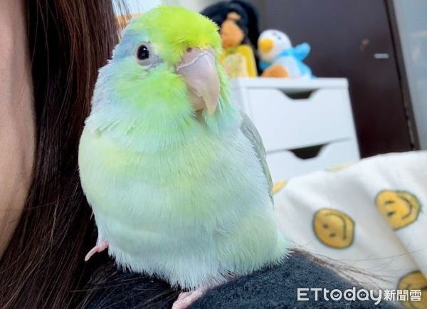 ▲頑皮鸚鵡「偷咬小狗腳」　奶汪邊吃邊哭飼主超困惑。（圖／肉包媽提供，請勿隨意翻拍，以免侵權。）