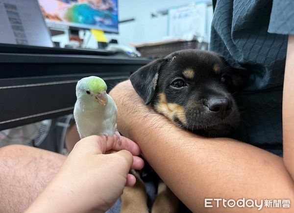 ▲頑皮鸚鵡「偷咬小狗腳」　奶汪邊吃邊哭飼主超困惑。（圖／肉包媽提供，請勿隨意翻拍，以免侵權。）