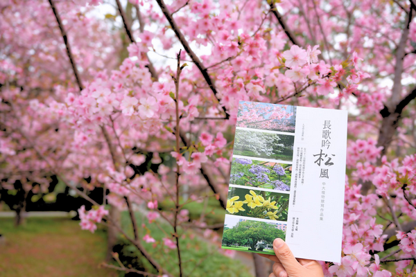 ▲中央大學櫻花綻放《長歌吟松風》新書出版