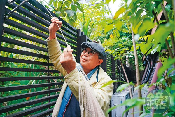 芒草是林三元草編的重要原料之一，平常他會到戶外摘取。