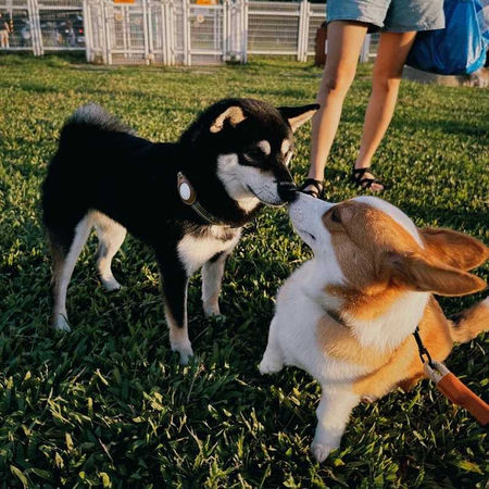 寵物情緣／柏妍樺「贏得領養權」嗨到像領金馬獎　遇到天使黑柴Kona：我上輩子一定救了銀河系