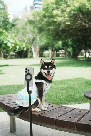 寵物情緣／柏妍樺「贏得領養權」嗨到像領金馬獎　遇到天使黑柴Kona：我上輩子一定救了銀河系