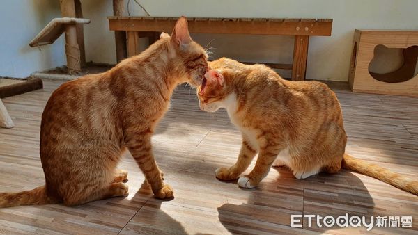 ▲▼    新北推全國首座貓咪室內樂園 。（圖／新北市政府動保處提供）