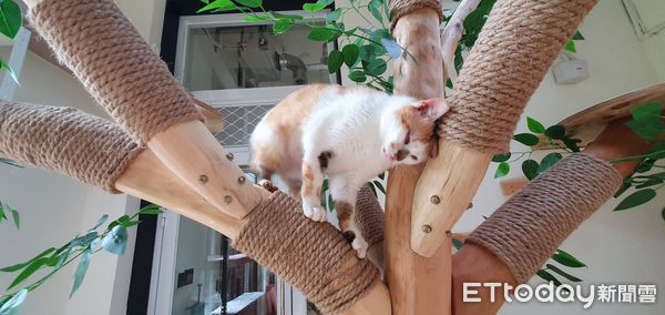 ▲▼    新北推全國首座貓咪室內樂園 。（圖／新北市政府動保處提供）