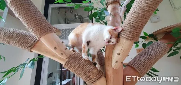 ▲▼    新北推全國首座貓咪室內樂園 。（圖／新北市政府動保處提供）