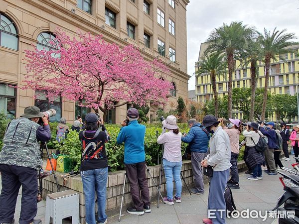 ▲最高檢察署櫻花盛開            。（圖／最高檢察署提供）
