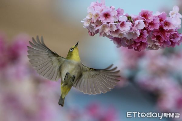 ▲最高檢察署櫻花盛開            。（圖／最高檢察署提供）