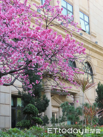 ▲最高檢察署櫻花盛開            。（圖／最高檢察署提供）