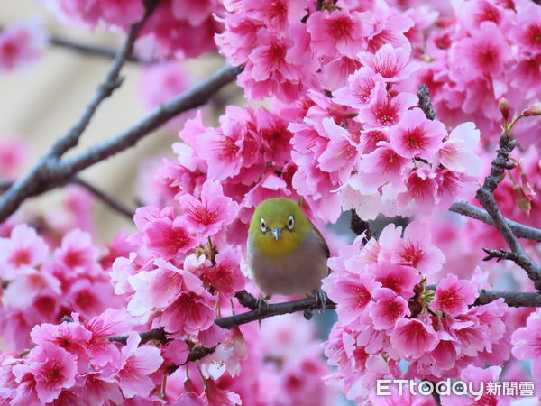 ▲最高檢察署櫻花盛開            。（圖／最高檢察署提供）