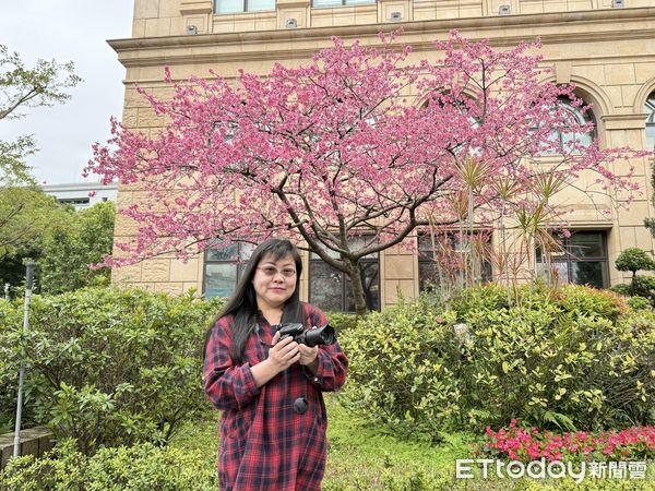 ▲最高檢察署櫻花盛開            。（圖／最高檢察署提供）