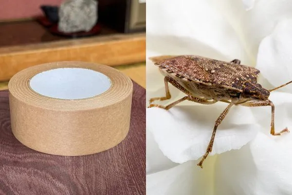 ▲▼日本一名網友在溫泉旅館發現房內出現封箱膠帶，上網發問後才得知竟與當地的「椿象危機」有關。（組圖／翻攝自X、達志影像）