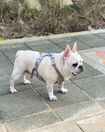 ▲愛紗的愛犬Hana。（圖／翻攝自Facebook／千田愛紗 Aisa Senda）