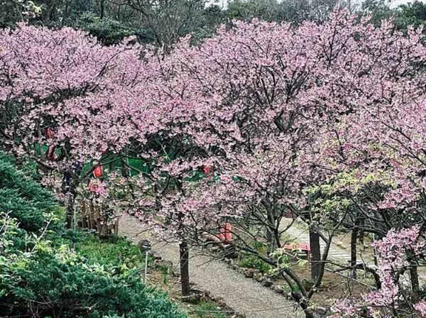 陽明山2000坪櫻花林＋五彩茶花盛開！還有大寒櫻、昭和櫻陸續綻放