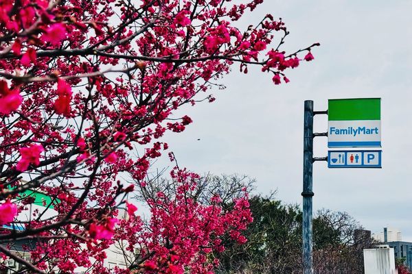 ▲▼全家推薦賞櫻特色店：八德櫻花店、暨大人文店、三義休息站。（圖／業者提供）