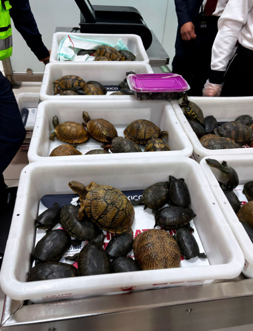▲▼行李箱塞「121烏龜、16青蛙」企圖走私！　登機前秒被逮。（圖／墨西哥環境監管當局）