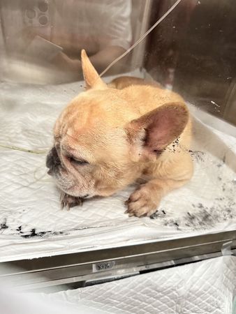 ▲▼遭人強灌農藥的8歲大的法鬥犬「逗逗」。（圖／飼主提供，下同）