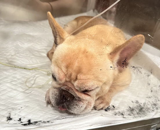 ▲▼遭人強灌農藥的8歲大的法鬥犬「逗逗」。（圖／飼主提供，下同）