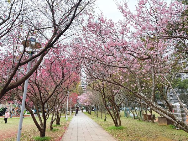 ▲林口社區運動公園藏了山櫻花及香水櫻。（圖／翻攝自賞花快報）