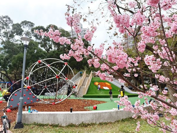 ▲林口社區運動公園藏了山櫻花及香水櫻。（圖／翻攝自賞花快報）