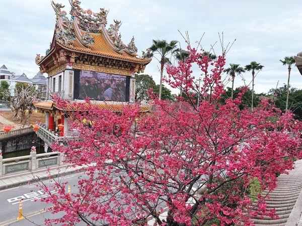 ▲竹林山寺山櫻花綻放，桃粉紅色花朵在藍天與古剎相映之下，構成一幅粉藍交織的畫面。（圖／新北市景觀處提供）
