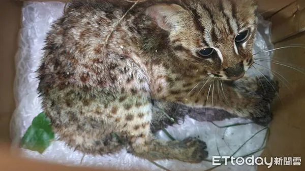 ▲小石虎後腿脫臼誤闖苗栗公館鄉黑木耳菇寮，獲救送醫已脫險。（圖／曹富雄提供）