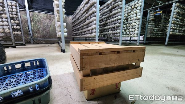 ▲小石虎後腿脫臼誤闖苗栗公館鄉黑木耳菇寮，獲救送醫已脫險。（圖／曹富雄提供）