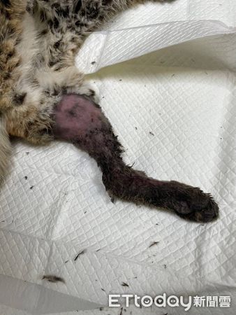 ▲苗栗小石虎後腿脫臼誤闖菇寮獲救。（圖／曹富雄提供）