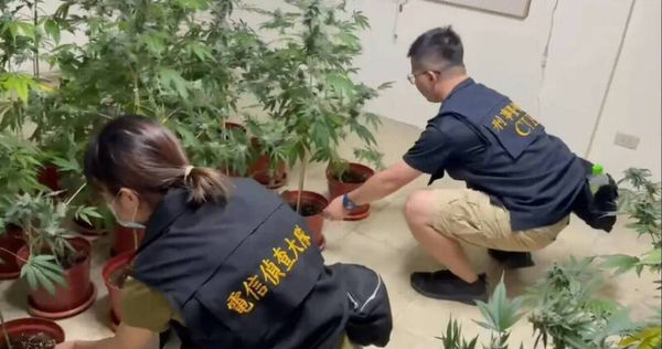 彰化某手搖店二樓竟藏市值上億元的大麻園，日前遭警方查獲送辦。（圖／翻攝畫面）