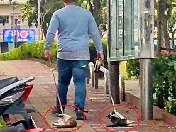 ▲（圖／翻攝自Facebook／貓咪天堂－送養、救援、中途、領養）