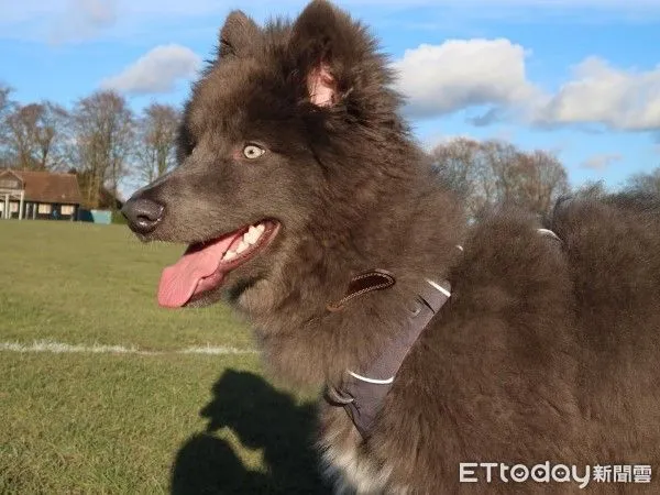 ▲（圖／網友@jacobs_wolf.pack提供，請勿隨意翻拍，以免侵權。）