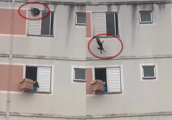 約克夏意外墜高樓　樓下女鄰居神救援「紙箱接狗」驚險畫面曝。（圖／翻攝自X）