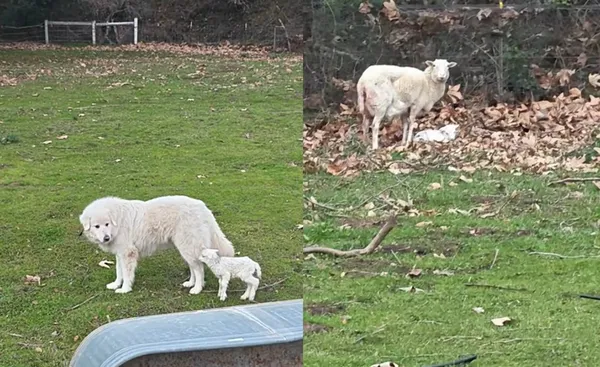 「一樣有蓬鬆毛毛」羊寶寶誤把狗狗當馬麻狂追　親生羊媽看戲。（圖／翻攝自TikTok／nealcookii）