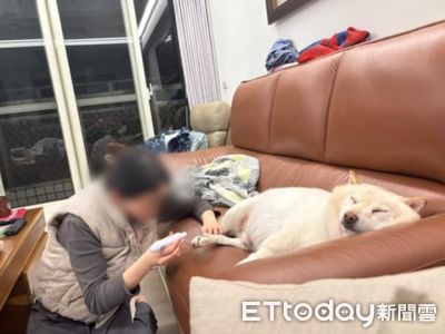 白柴剪指甲躺沙發超慵懶 討厭陌生人卻讓獸醫、美容師摸摸