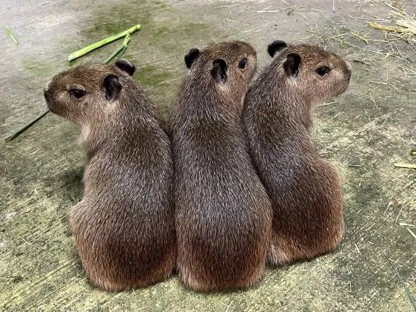 ▲（圖／翻攝自Facebook／Shou Shan Zoo 壽山動物園）