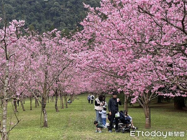 ▲九族櫻花祭富士櫻接力盛開加碼限定賞櫻活動熱鬧登場因應連續假日人潮九族文化村準備好了。（圖／九族文化村提供）
