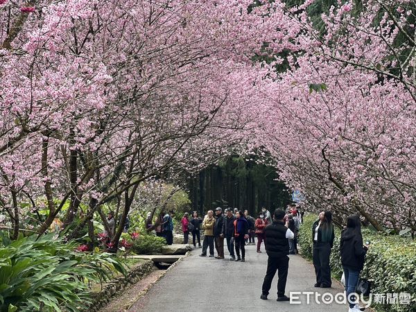 ▲九族櫻花祭富士櫻接力盛開加碼限定賞櫻活動熱鬧登場因應連續假日人潮九族文化村準備好了。（圖／九族文化村提供）