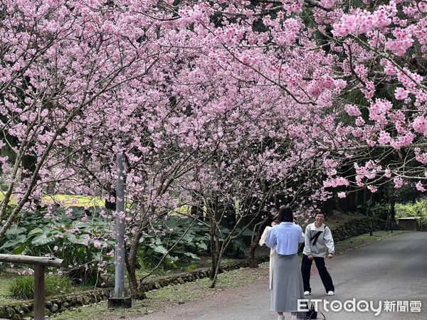 ▲九族櫻花祭富士櫻接力盛開加碼限定賞櫻活動熱鬧登場因應連續假日人潮九族文化村準備好了。（圖／九族文化村提供）
