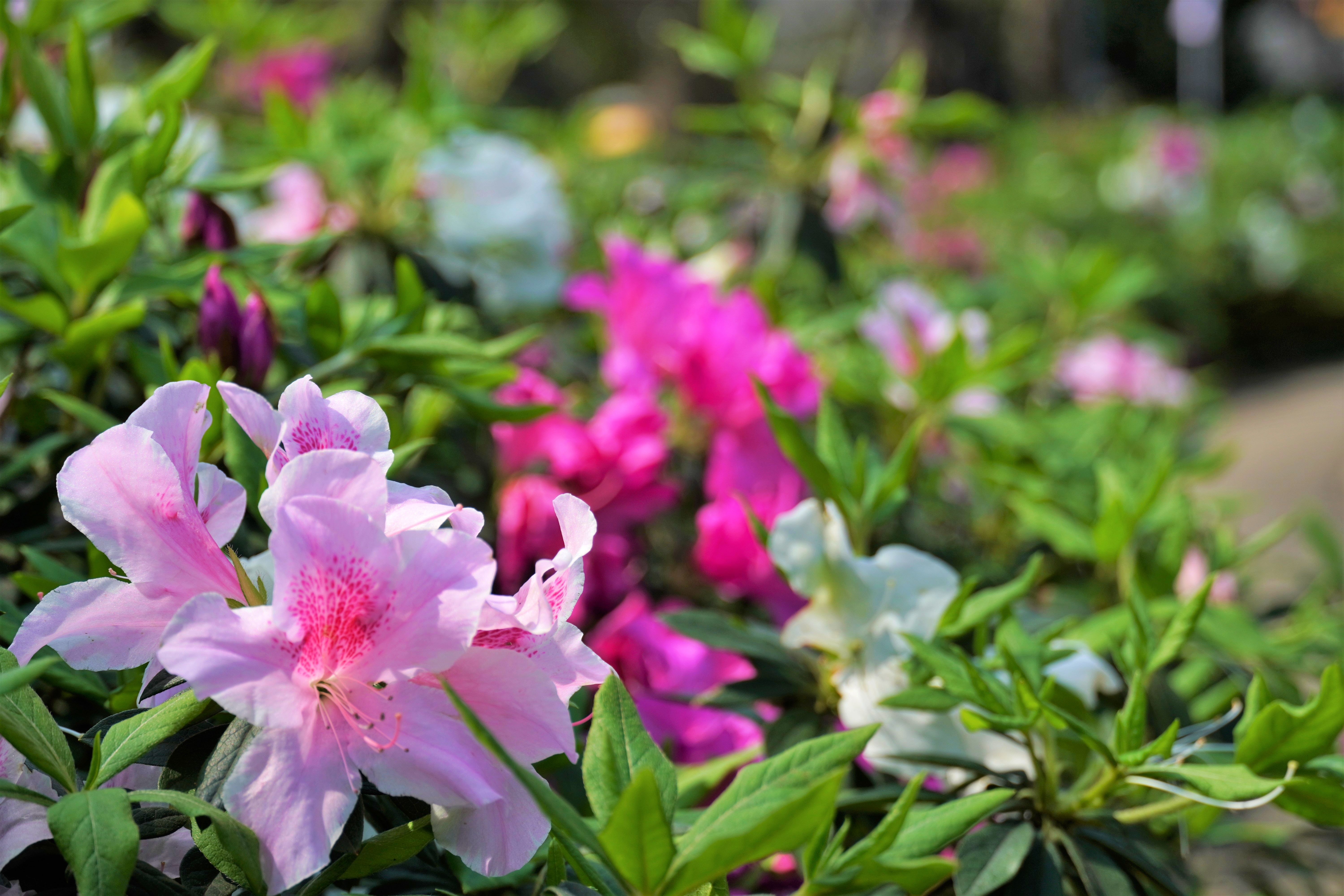 ▲新北萬金杜鵑2／27開展。（圖／新北市農業局提供）