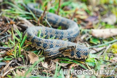 蛇年到卻仍「汙名纏身」 玉山國家公園分享與蛇和平共處撇步