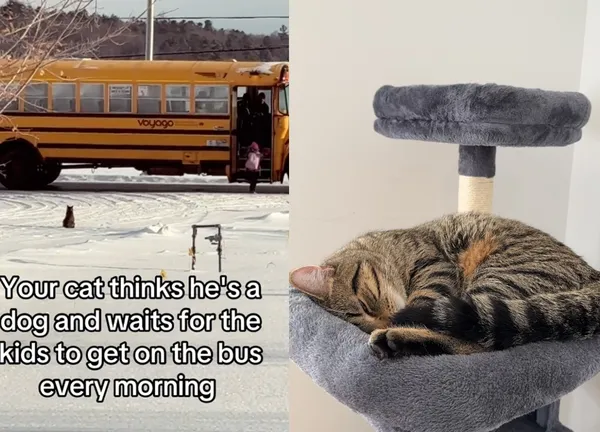 虎斑貓雪天送小主人上學　一離開「秒衝回家取暖」網笑：最棒保母。（圖／翻攝自TikTok／angelinaminichilli）