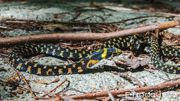 ▲美麗的臺灣赤煉蛇。（圖／玉山國家公園提供）