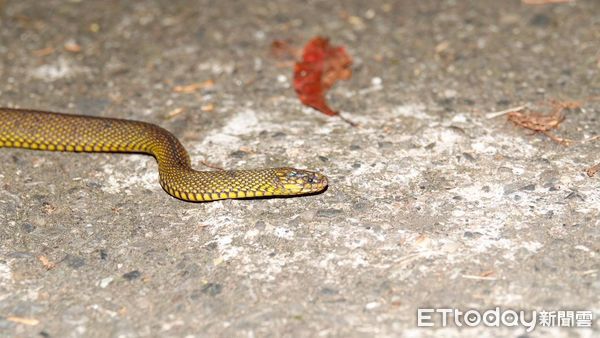 ▲玉山園區以海拔高至低，常見的蛇類有菊池氏龜殼花、標蛇、臺灣赤煉蛇、駒井氏鈍頭蛇，以及百步蛇。（圖／玉山國家公園提供）