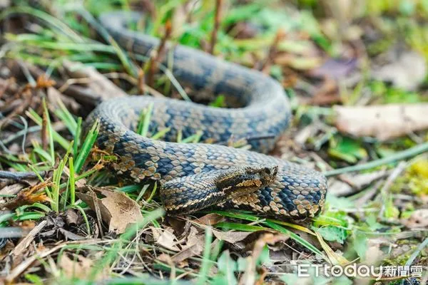 ▲玉山塔塔加地區較常見的菊池氏龜殼花。（圖／玉山國家公園提供，下同）