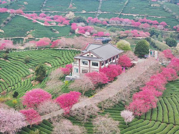 ▲▼  台商漳平櫻花季           。（圖／台商提供）