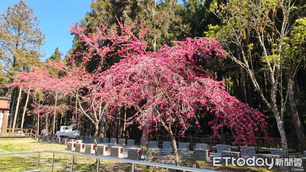 ▲▼阿里山櫻花季。（圖／公路局提供）
