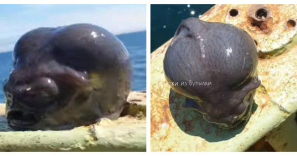 俄羅斯一名漁夫近來捕獲到一種深海怪魚 。（圖／翻攝自IG）